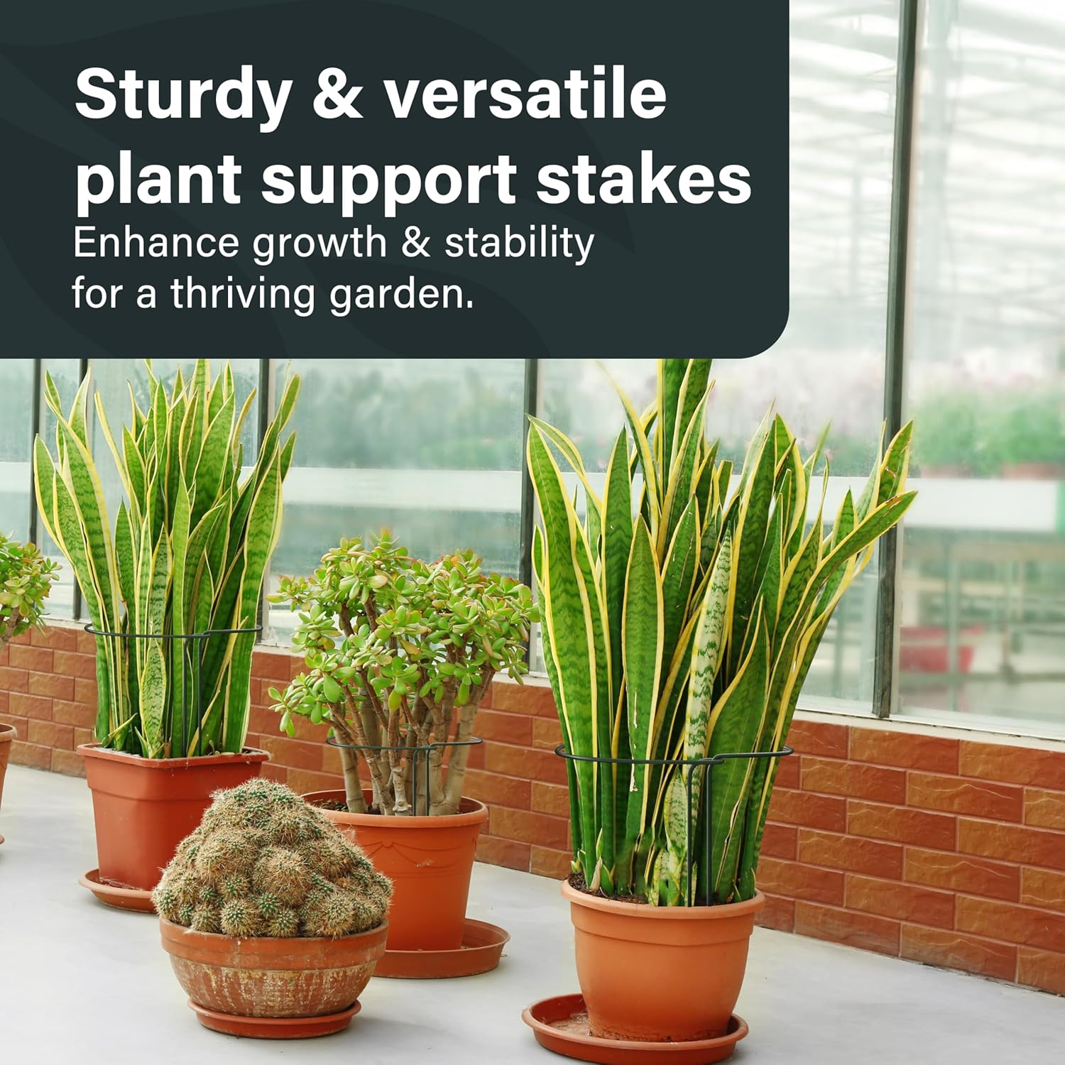 6 Pack Plant Support Stakes 25 x 44cm Metal Plant Supports Ring Cage