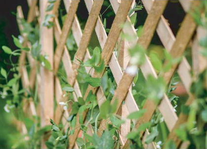 Expanding Natural Wooden Trellis Climbing Plants Fence Panel Screening Lattice