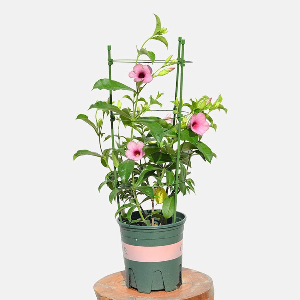 Conical Garden Plant Support Ring for Different Sized Pots Support Flowers Stalk