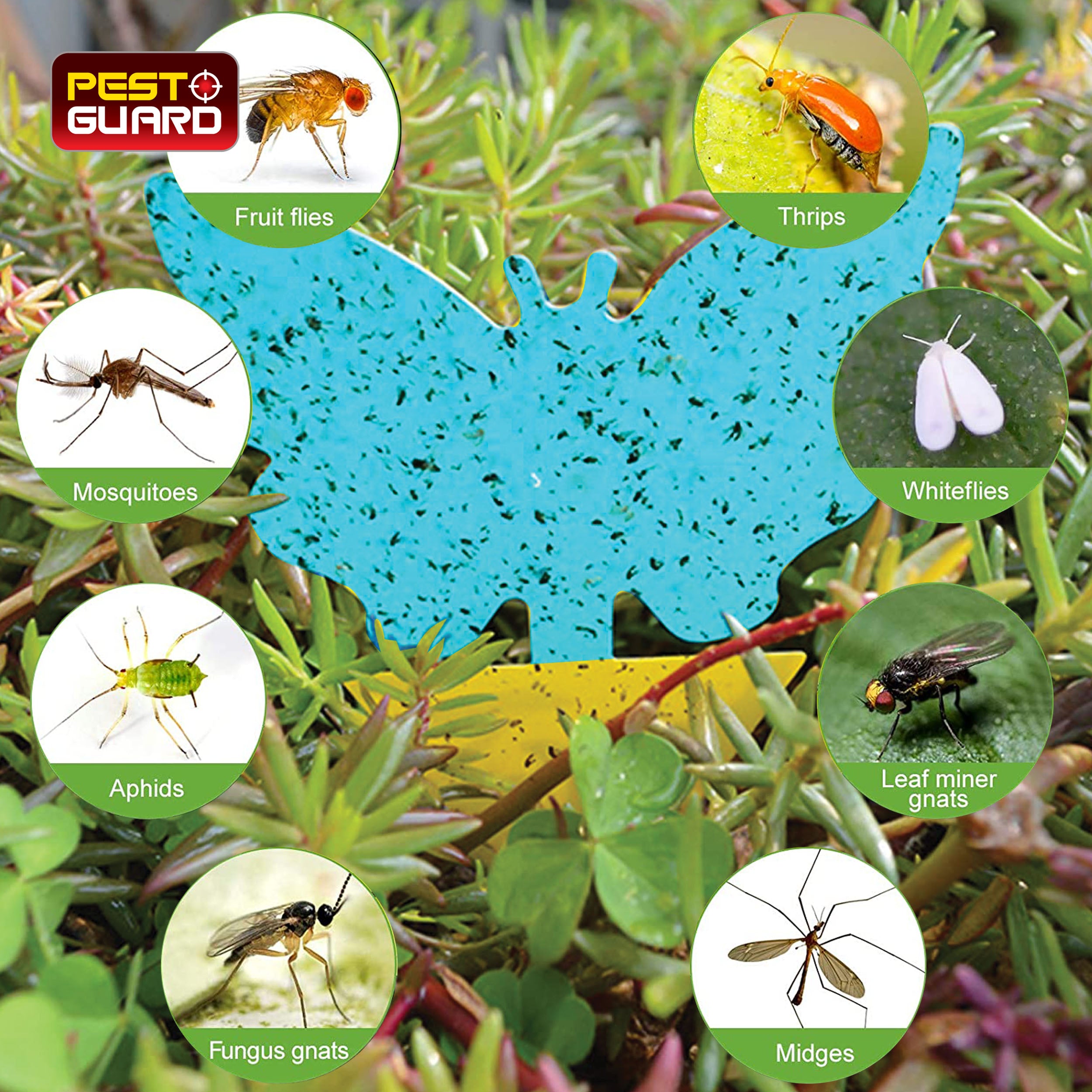 81 Pieces Sticky Insect Fly Traps | Non-Toxic | Indoor/Outdoor Use| Double Sided